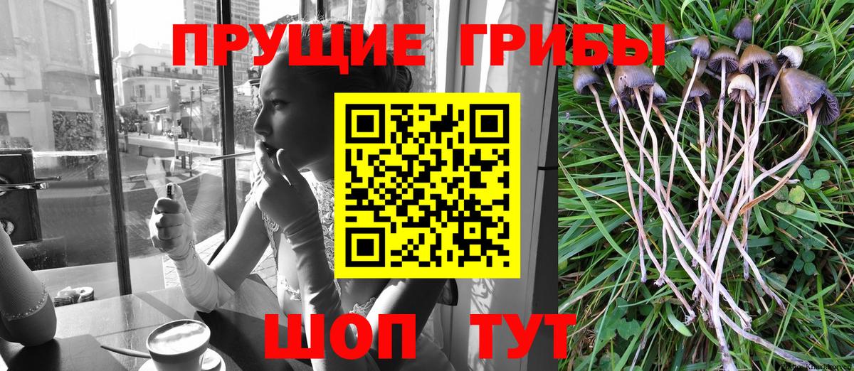 Псилоцибиновые грибы GOLDEN TEACHER Качканар